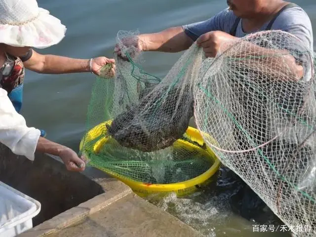 致富经小龙虾养殖_致富经龙虾养殖技术视频_致富经养殖龙虾爱琢磨