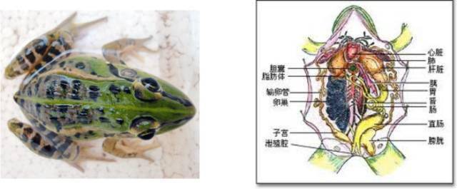 泥蛙养殖技术_蛙泥养蛙_蛙泥怎么使用