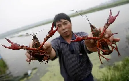 致富经小龙虾养殖_龙虾致富经_致富经养殖龙虾爱琢磨