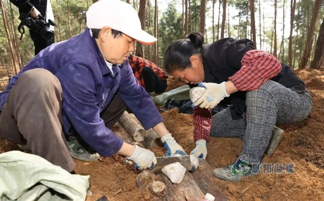 种植土茯苓致富_种植土茯苓致富经_致富种植茯苓土壤要求