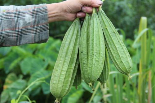 北方地区温度较低，什么时候种植丝瓜最合适？