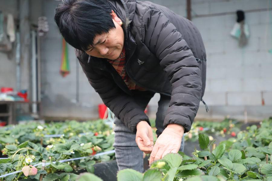 致富能种植草莓吗视频_草莓种植致富经_种植草莓能致富吗