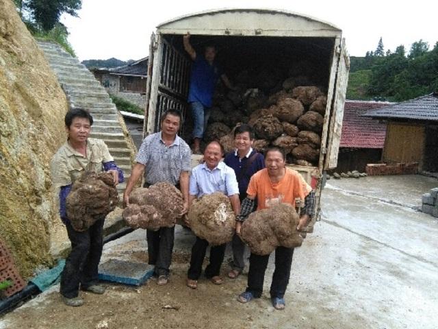 种植茯苓亩收益上万元？农村小伙种植了5分地证明，没那么容易