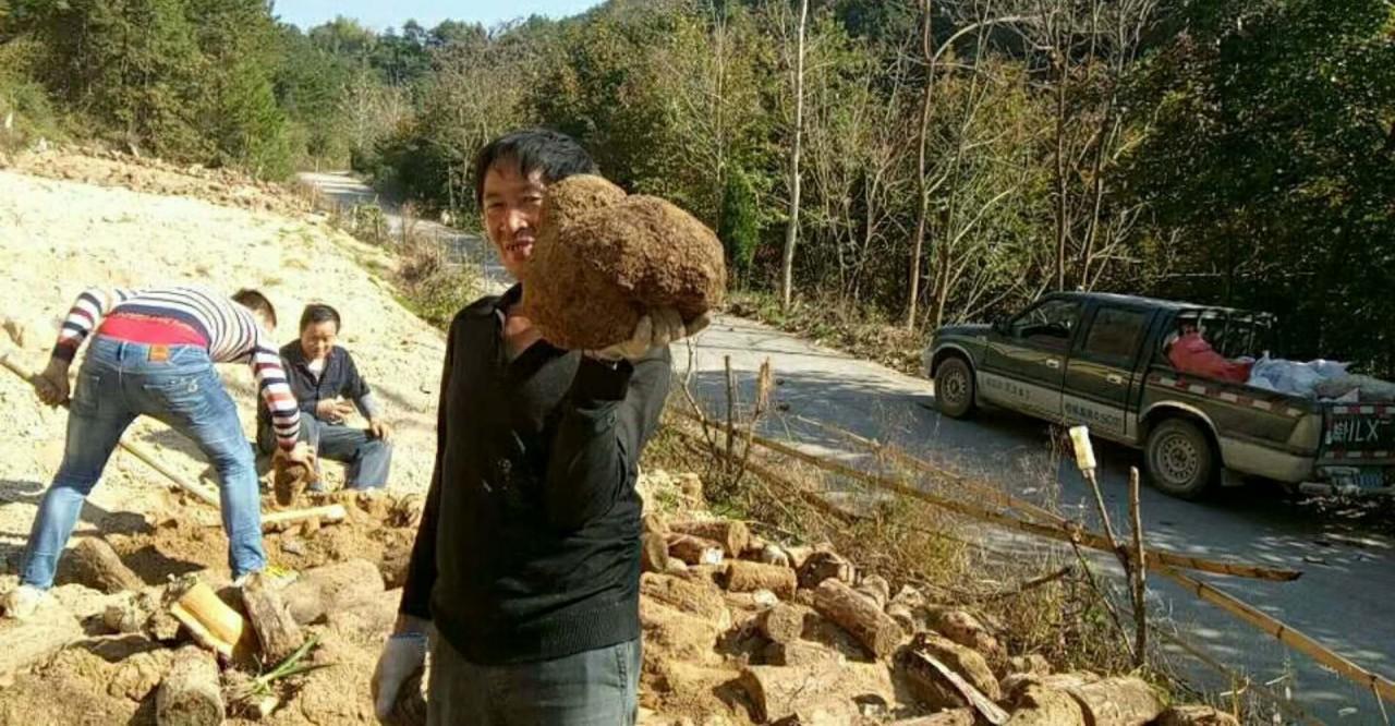 种植土茯苓致富_士茯苓种植_种植土茯苓致富经