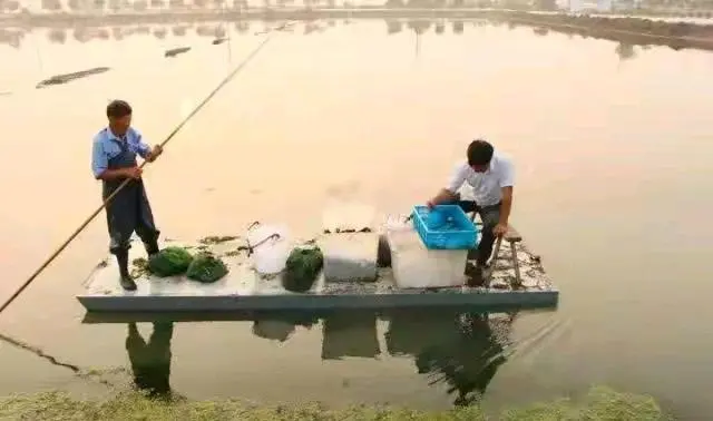 致富经龙虾养殖技术视频_致富经小龙虾养殖_致富经养殖龙虾爱琢磨