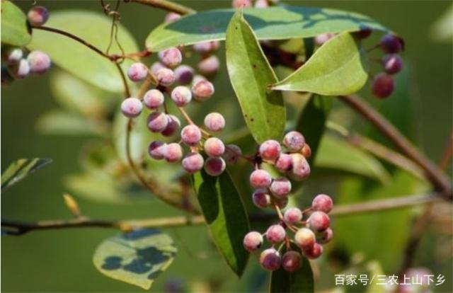 致富种植茯苓土壤_种植土茯苓致富_种植土茯苓致富经