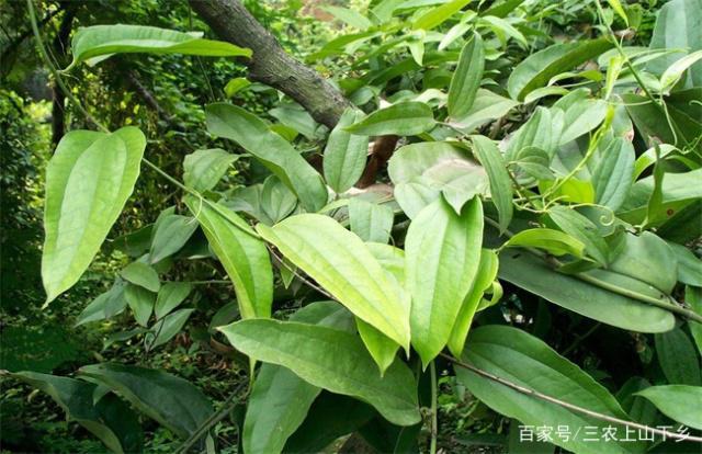 种植土茯苓致富_种植土茯苓致富经_致富种植茯苓土壤