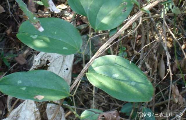 致富种植茯苓土壤_种植土茯苓致富_种植土茯苓致富经