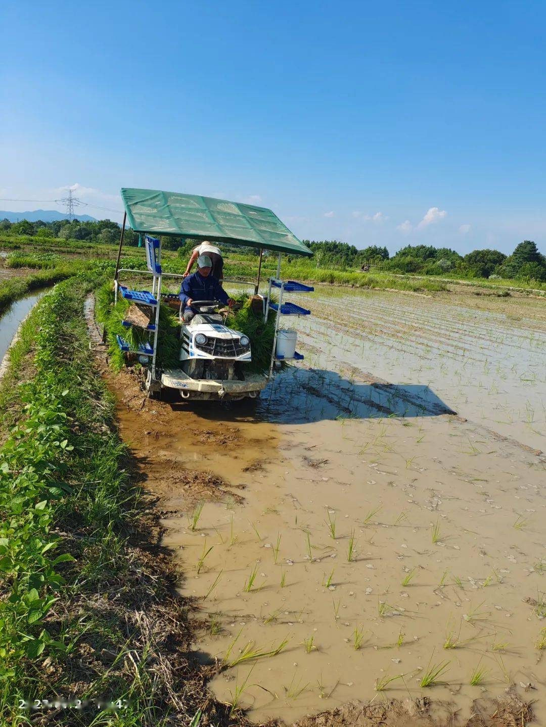 农村致富项目种植业_致富经农村种植业_农村致富新项目种植业