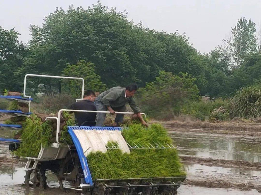 致富经农村种植业_农村致富项目种植业_农村致富新项目种植业