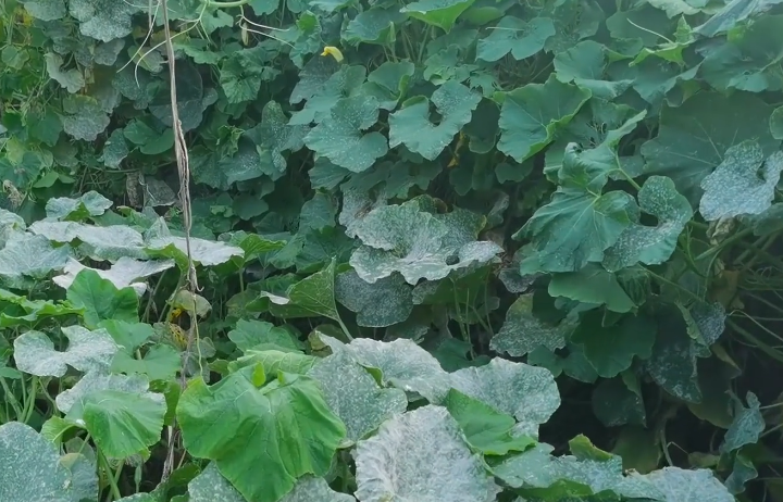 南瓜种植效益_致富经南瓜种植视频_南瓜种植致富方法