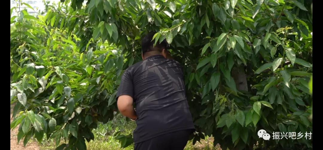 石家庄种植致富_石家庄适合种植什么经济作物_石家庄种植基地