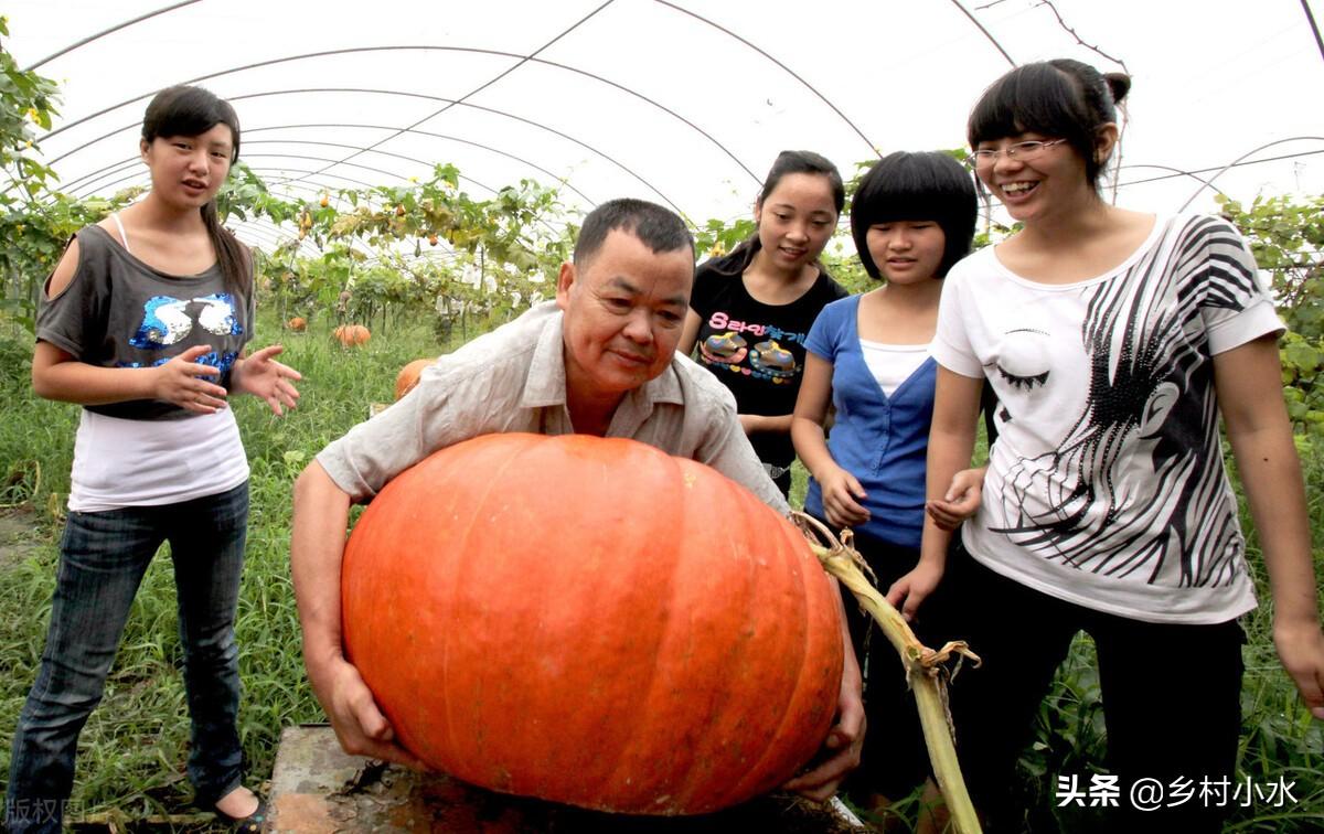 南瓜种植效益_致富经南瓜种植视频_南瓜种植致富方法