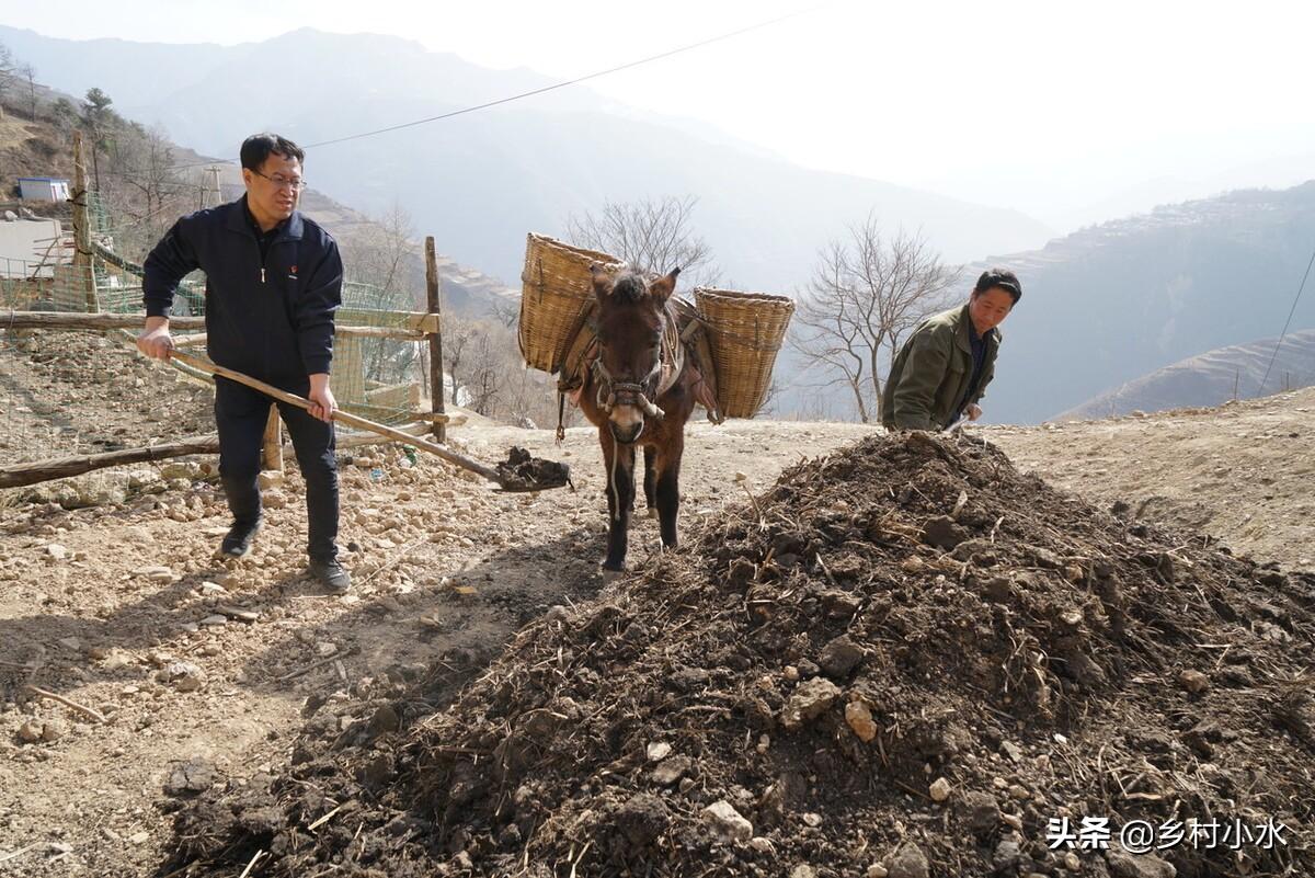 南瓜种植效益_致富经南瓜种植视频_南瓜种植致富方法