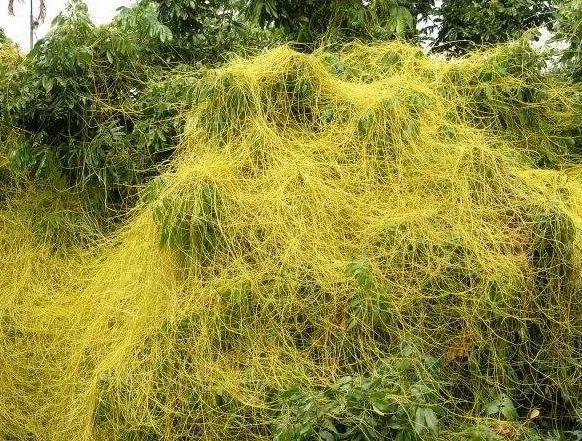 农村致富项目种植业_农村致富种植项目_致富农村种植