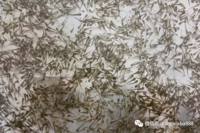 水产品养殖致富经验分享_水产致富网_水产养殖致富项目