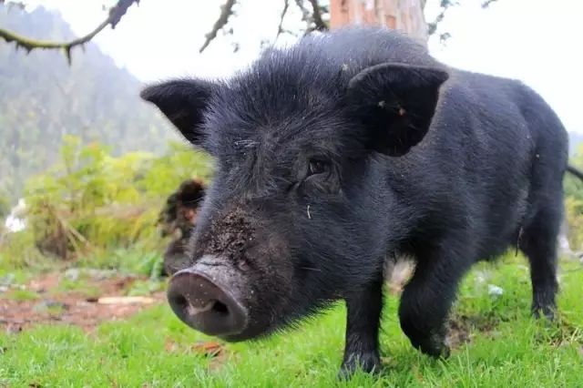 致富经红虫养殖_养殖大肉虫致富_致富养殖信息