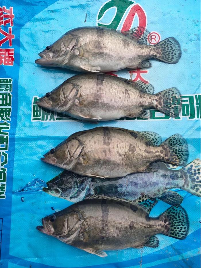 鳜鱼养殖技术与利润_cctv7 致富经鳜鱼养殖_致富经养殖鳜鱼