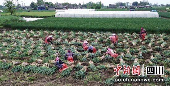 农村种植致富_农田种植致富_农民致富种植项目