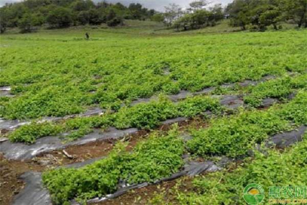 丹参种植经济效益_致富种植丹参怎么样_丹参种植致富