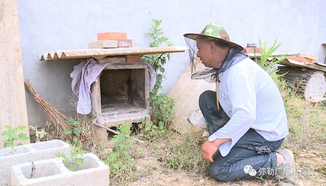 种植黑石榴致富_大果黑石榴的种植前景_黑石榴树苗的价格