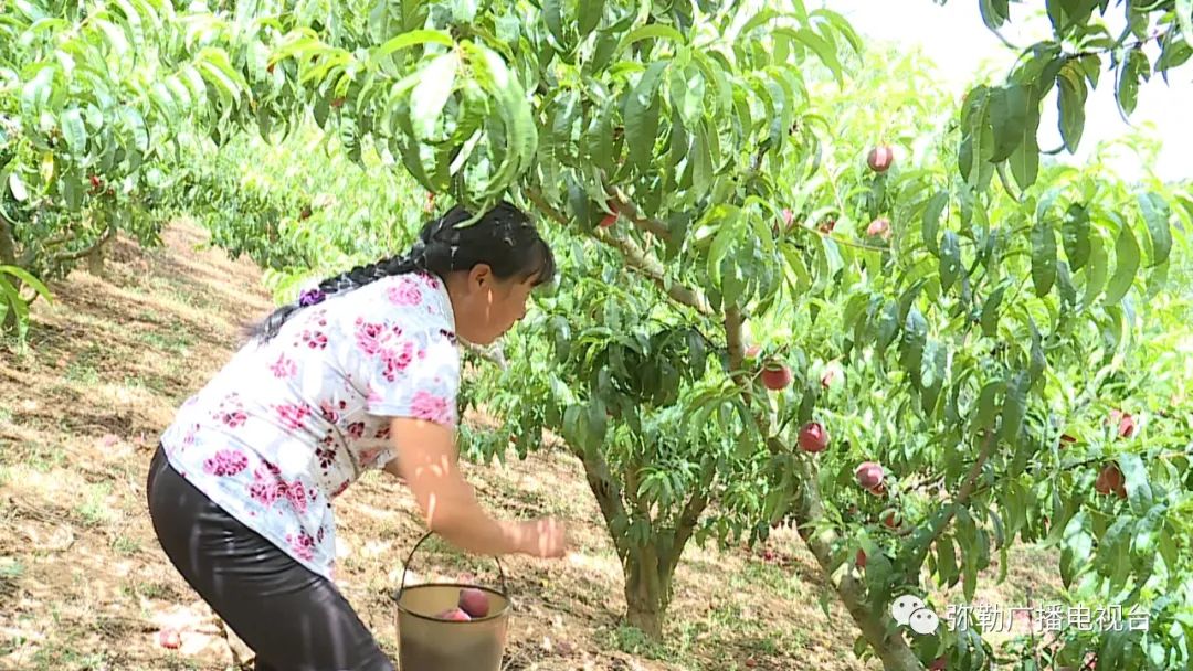 种植黑石榴致富_大果黑石榴的种植前景_黑石榴树苗的价格