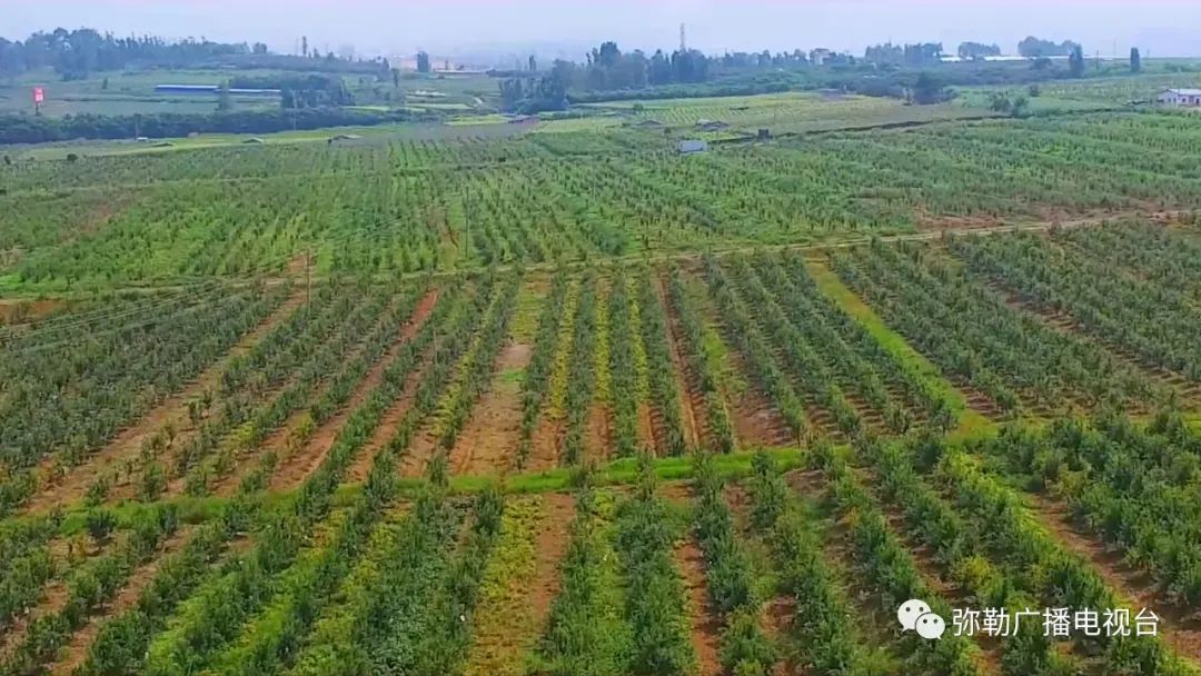 黑石榴树苗的价格_大果黑石榴的种植前景_种植黑石榴致富