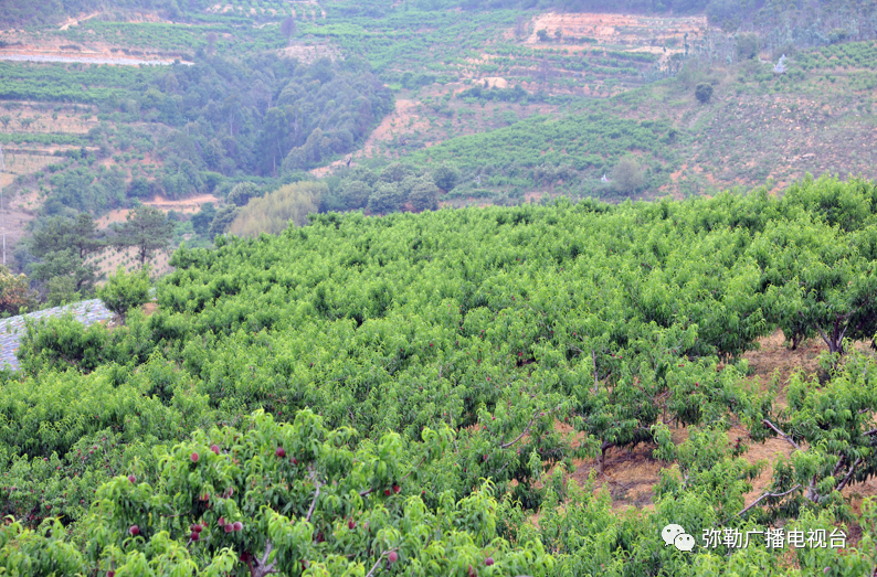 黑石榴树苗的价格_大果黑石榴的种植前景_种植黑石榴致富