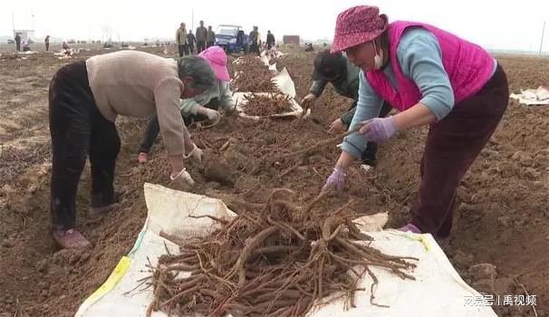 禹州市范坡镇：中药材种植成为农民增收“致富经”