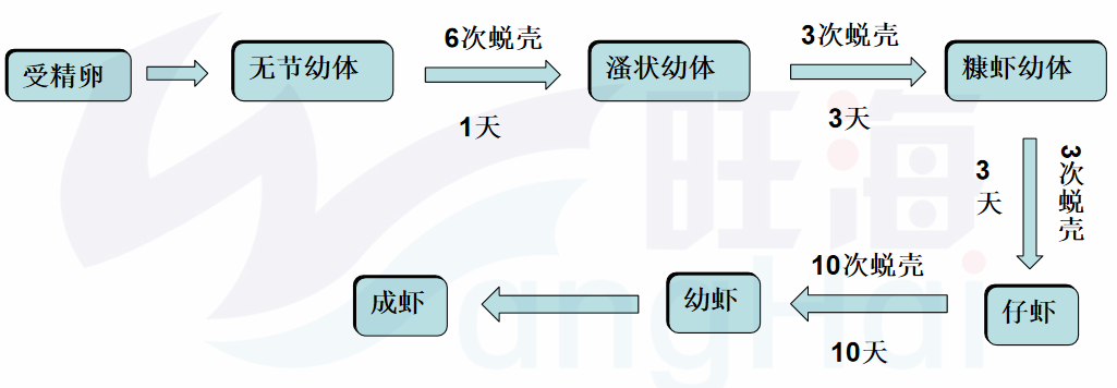 土塘海水南美白对虾养殖技术_土塘养殖南美白对虾技术指导_南美白养殖技术土塘