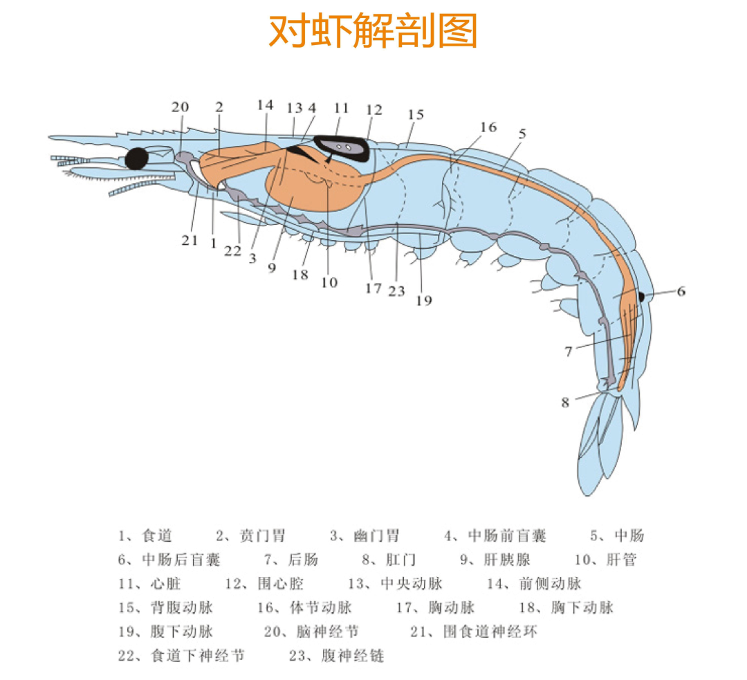 土塘养殖南美白对虾技术指导_南美白养殖技术土塘_土塘海水南美白对虾养殖技术