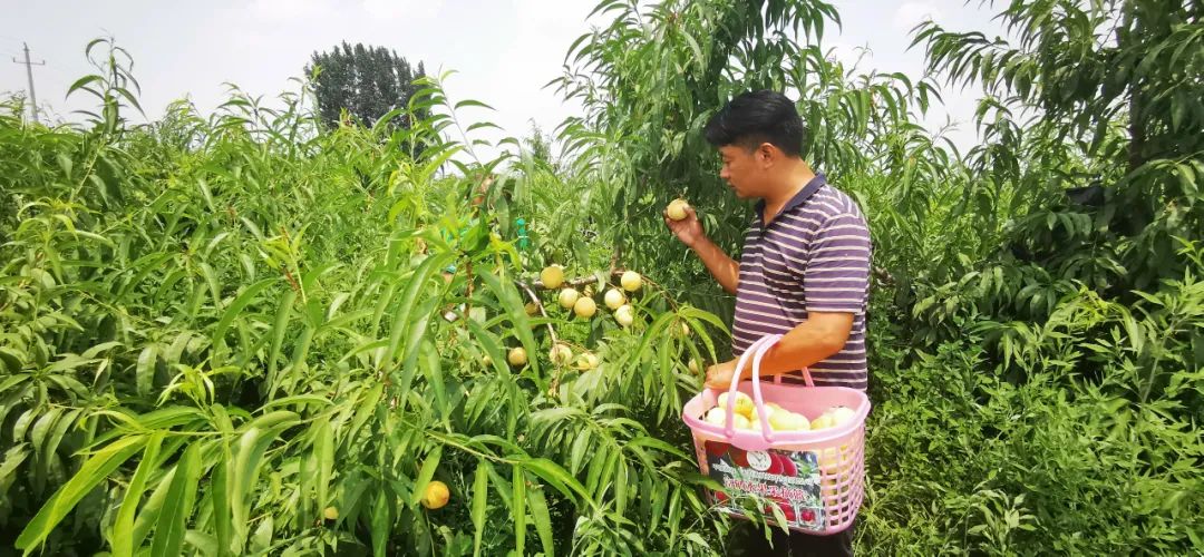 大果黑石榴的种植前景_种植黑石榴致富_黑石榴种植技术