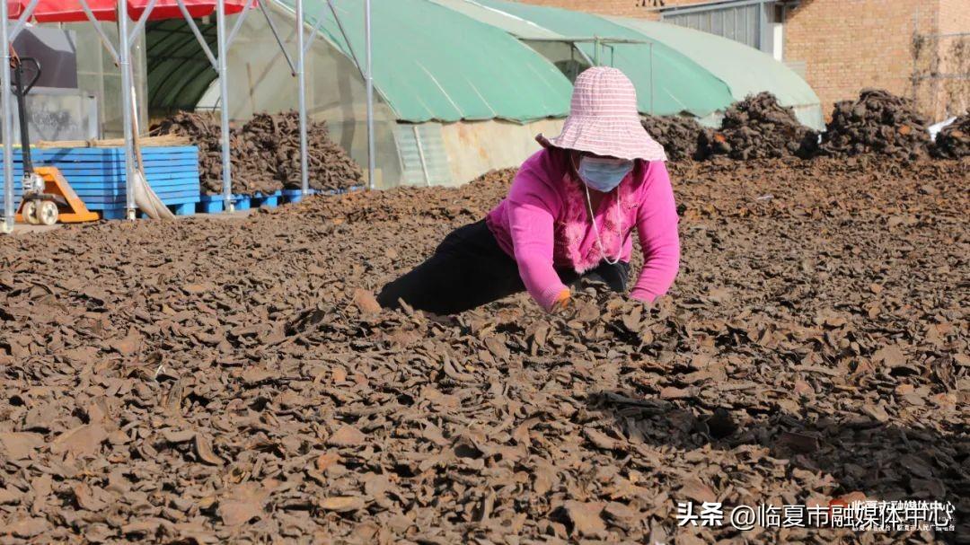 中药材种植致富_定西中药种植致富_定西中药材种植面积