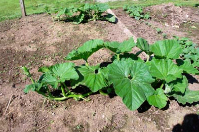 致富经南瓜种植视频_南瓜种植效益_南瓜种植致富方法