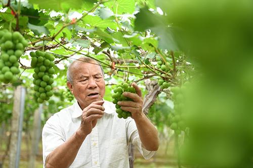 大棚平菇种植技术平菇配方_cctv致富经大棚种植平菇视频_大棚种平菇的效益分析