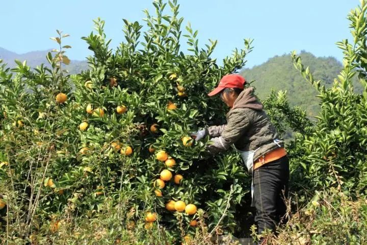 致富经种植三种水果亩收入过亿_致富水果案例种植感悟_种植水果致富案例