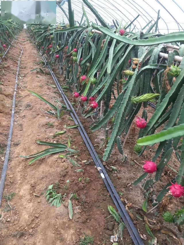 北方大棚种植火龙果，这样管理一年能收8批果，不比南方产量低