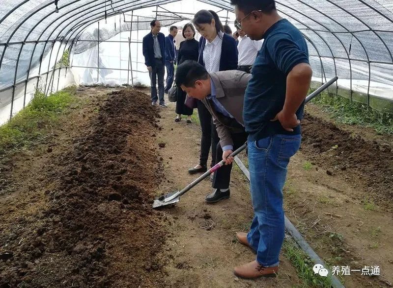 【蚯蚓养殖】蚯蚓养殖常见病虫害防治，自配饲料要科学，加强通风