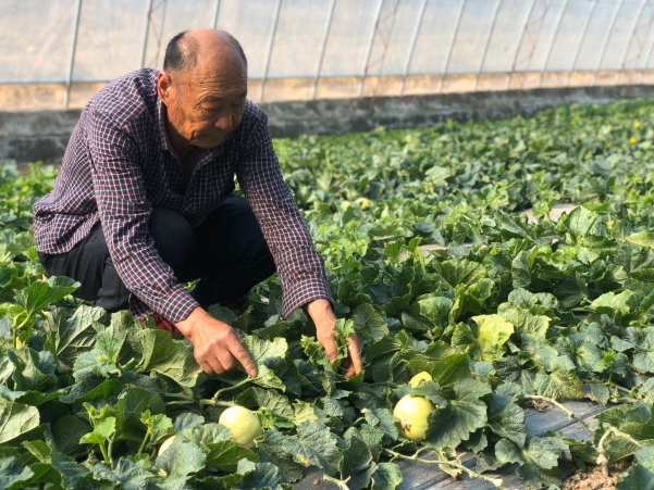 种植小甜瓜致富_小甜瓜种植技术_小甜瓜的种植