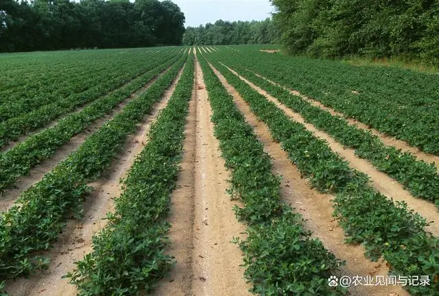 花生施肥及种植管理技术_花生施肥种植管理技术要点_花生的施肥原则是什么