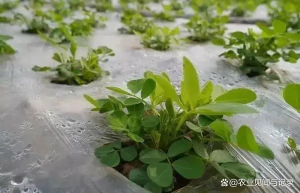 花生施肥种植管理技术要点_花生施肥及种植管理技术_花生的施肥原则是什么