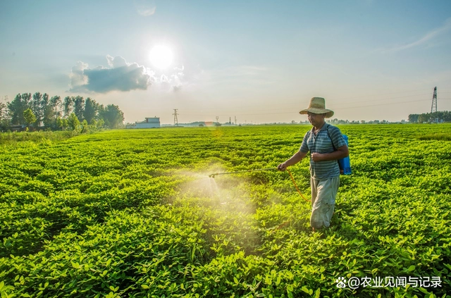 花生施肥及种植管理技术_花生的施肥原则是什么_花生施肥种植管理技术要点