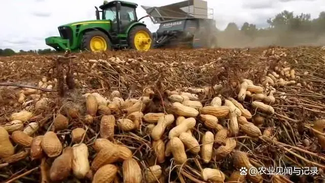 花生的施肥原则是什么_花生施肥种植管理技术要点_花生施肥及种植管理技术