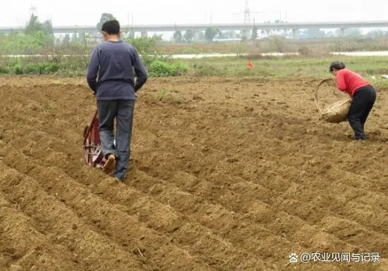 花生的施肥原则是什么_花生施肥种植管理技术要点_花生施肥及种植管理技术