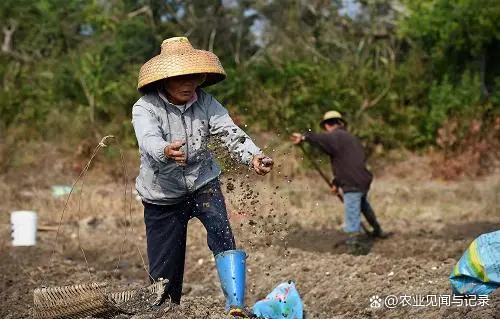 花生施肥及种植管理技术_花生施肥种植管理技术要点_花生的施肥原则是什么