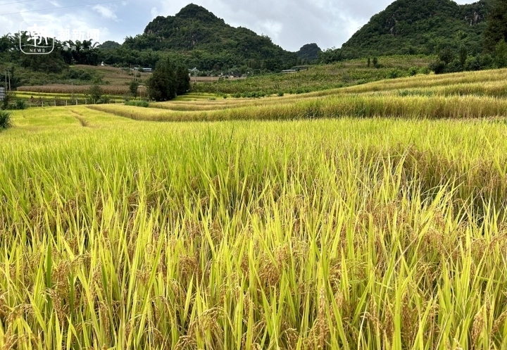 看一粒“旱地水稻”的饱满度 面对误解院士自我反思