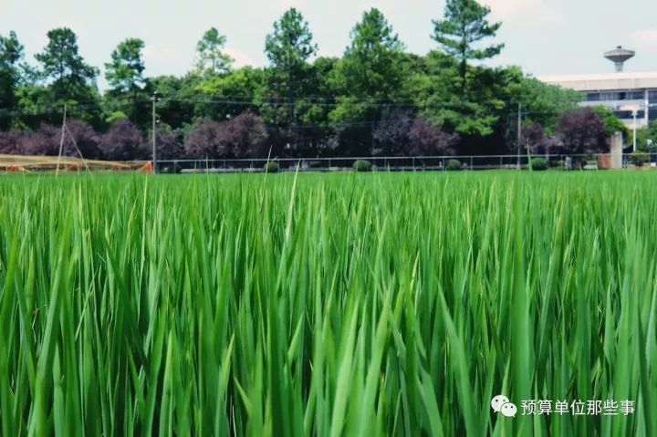 种植水稻致富案例_水稻承包种植案例_致富经水稻