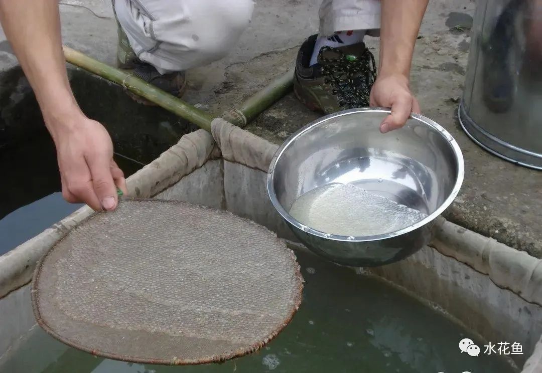 片草鱼的技巧_养殖草鱼视频_草鱼寸片养殖技术