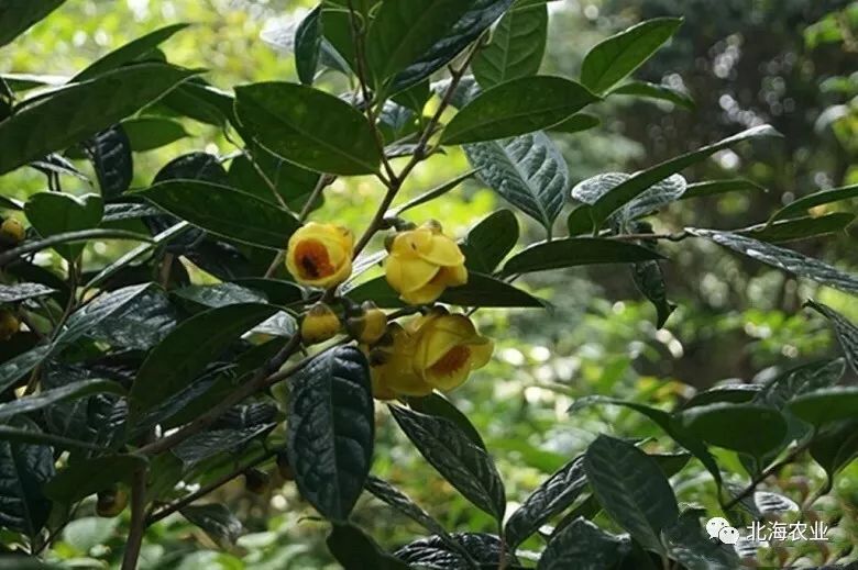 茶叶北海种植技术视频_茶叶北海种植技术要求_北海茶叶种植技术