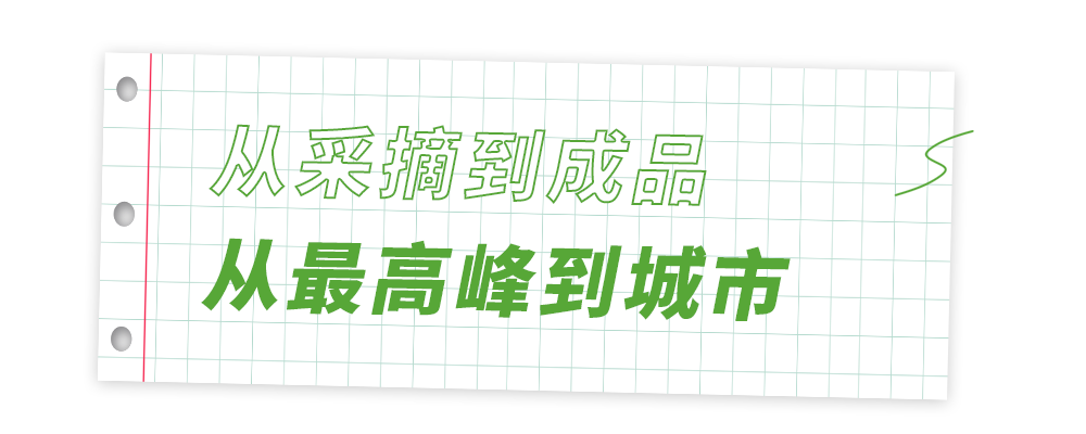 北海茶叶种植技术_北海茶叶批发市场市场在哪里_茶叶北海种植技术与管理